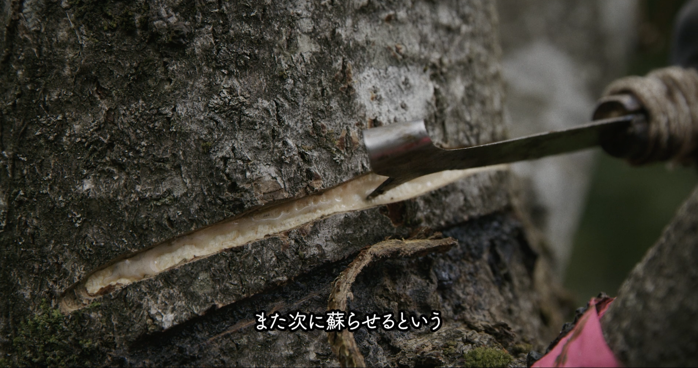 Kijishi frame bark cut